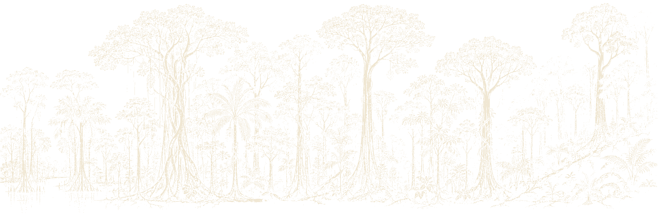 Monochrome line silhouette of a Malaysian rainforest canopy